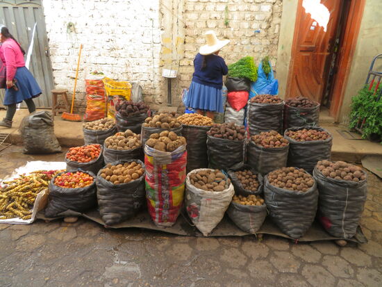 Es gibt viele Kartoffel-Sorten