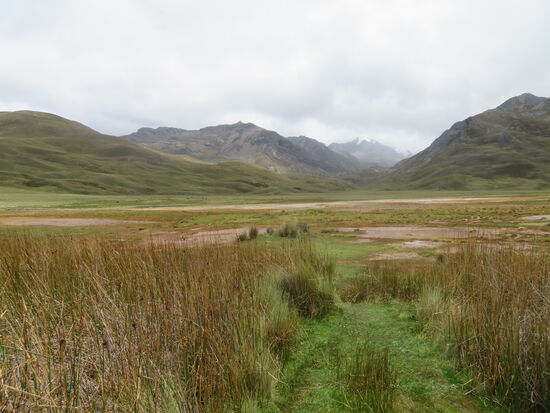 Es wachsen resistente Pflanzen