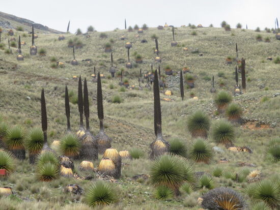 Interessante Pflanzen