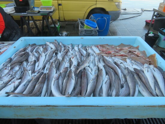 Hier wird frischer Fisch verkauft