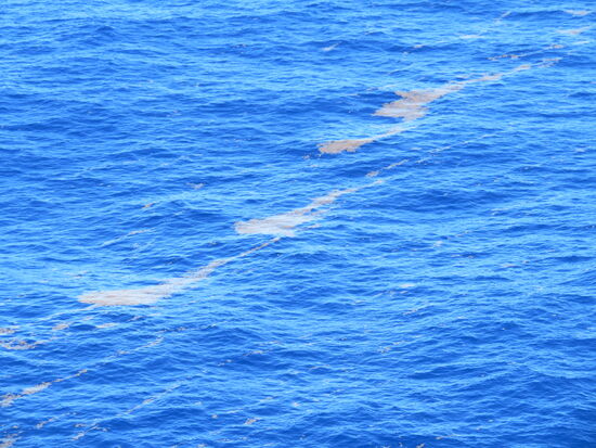 Wir fahren durch viele Braunalgen