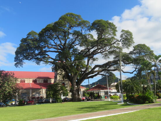 Der alte Baum in Castries