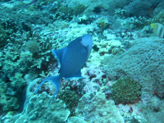 kleiner Drückerfisch