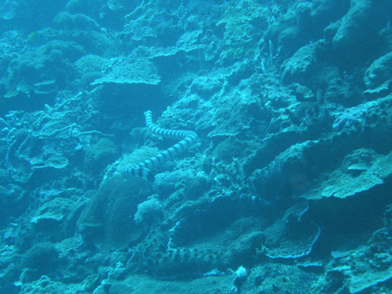 Seeschlange auf der Flucht