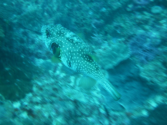 Kugelfisch
