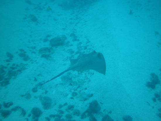 Und dann - wir haben uns so darauf gefreut - das absolute Highlight der Insel: MANTA POINT. Hier gibt es mit 100%iger Sicherheit Mantas und Mola Molas zu sehen. Bei uns - ABSOLUT NIENTE. Dieser Blaupunktrochen war das einzige. Die Enttäuschung war groß....