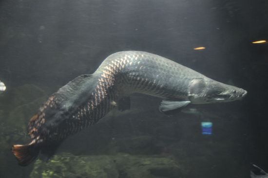 Als leidenschaftliche Taucher mussten wir natürlich in den Underwater Park. Hier gibt es uralte Fossilfische (mit Rückenproblemen)...