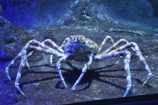 Seespinne