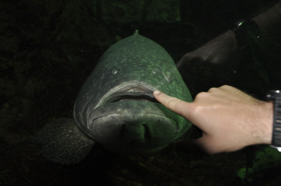 ... oder einäugige Monsterfische.