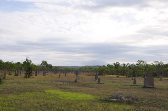 Und dann geht unsere Nationalparktour auch schon los. Zu Beginn der Litchfield National Park. Das vermeindliche Gräberfeld entpuppt sich...
