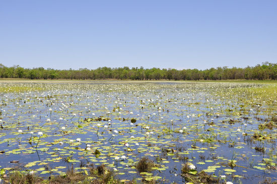 Mittagspause im Mary River National Park bei einem Billabong (Wasserloch)...