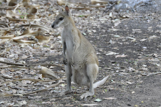 Die Wallabies waren superherzig...