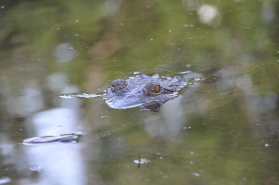 Sehr hilfreich ist der Prügel auch bei etwaigen Angriffen von Crocs...
