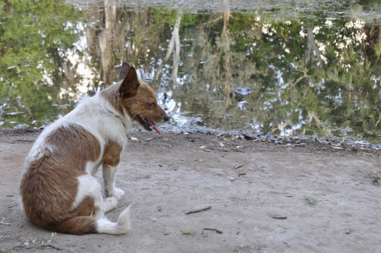 Wir haben uns aber eingeredet, dass die eher auf so kleine Wuffis gehen. Wer findet hier übrigens in diesem Bild das Croc?