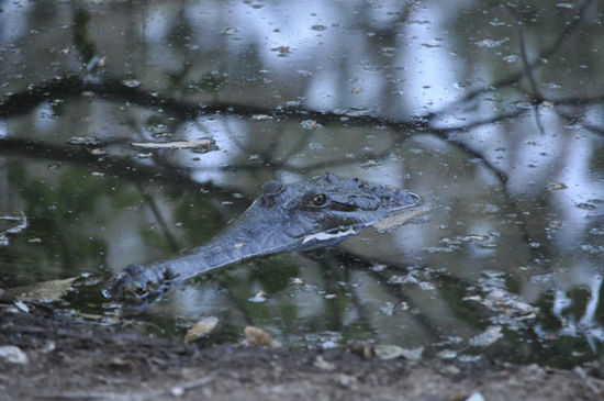 ...in diesem Fall von sogenannten freshwater crocodiles (auch freshies genannt), die salties sind die wirklich bösen...