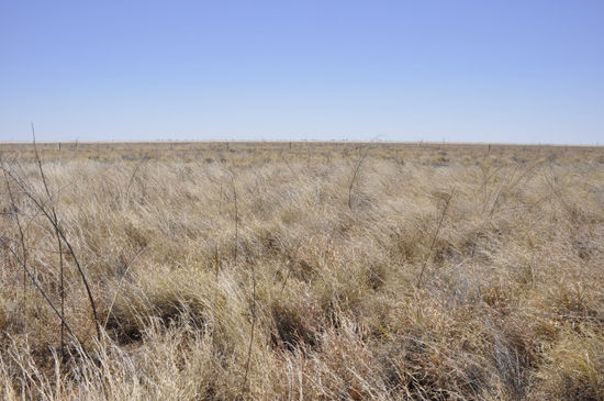 ...und sind dann durchs Barkly Tableland gedüst das in der Trockenzeit so ausschaut. Und das über Hunderte von Kilometern lang.