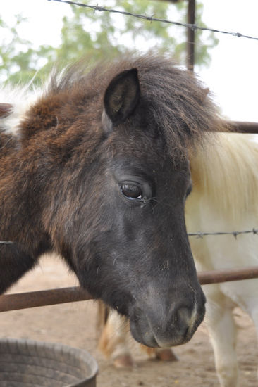 ...außer süßen Ponies gab's hier auch nicht viel.