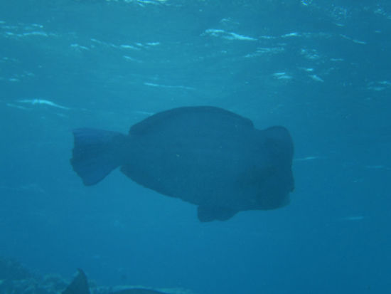 Riesige Büffelkopfpapageienfische, die Korallen fressen...