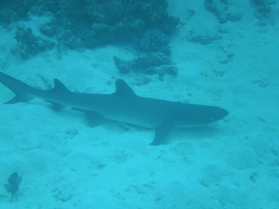 Einen geilen Tauchgang hatten wir wo wir gleich 2 Haie gesehen haben. Einen White Tip Reef Shark der völlig relaxed im Sand sein Mittagsschläfchen gemacht hat und einen Grey Reef Shark der zum fotografieren leider zu schnell war.