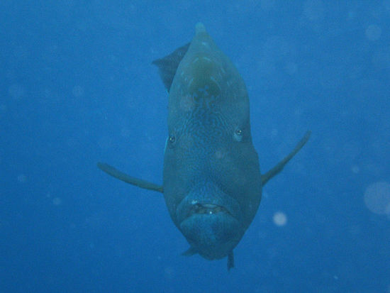 Und hier: Wally (sprich "Woli"), eine Maori Wrasse, an Taucher gewöhnt und super verfressen. Und einzahnig wie man sieht.