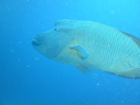 Hier nochmals von der Seite. Wenn man so tut als würde man ihm aus seiner Weste etwas zu fressen geben, kommt der ganz nahe an einen heran. Saugeil, vor allem weil Wally mit 1,50m schon ordentlich groß war.