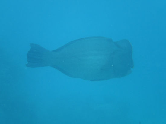 So wie überhaupt die Fische hier unglaublich groß sind, der Riffschutz zahlt sich offenbar aus. Hier nochmals ein dicker Büffelkopfpapageienfisch.