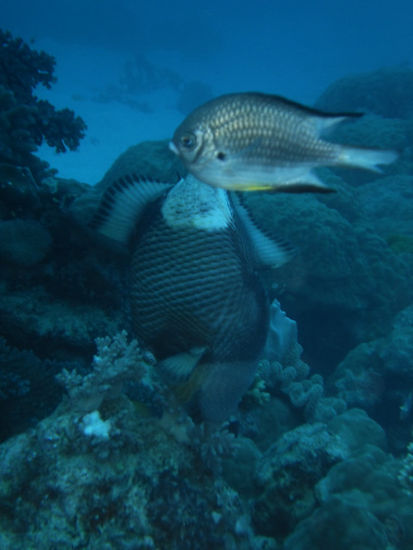 Drückerfisch (aber friedlich)