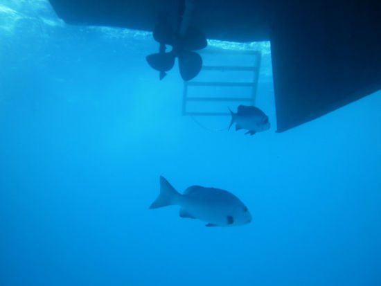 Beim Safety Stop unter dem Boot kann man nochmal gut die Fische beobachten...