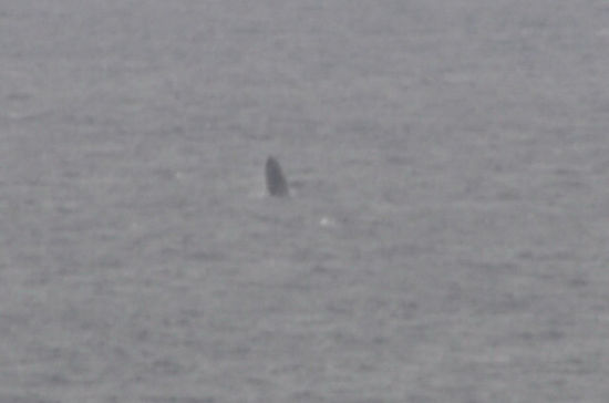 ...und man kann hier auch Buckelwale sehen, die auf dem Weg in den Süden sind. So haben wir uns die Whale Watching Tour erspart. Besser fürs Budget, wobei der hier ziemlich weit weg war...