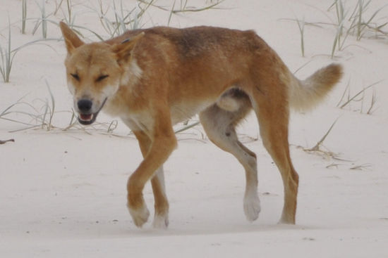 Aufgrund dieser Kollegen hier, wilde Dingos und die reinrassigsten in ganz Australien...