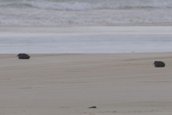 Die Iylle etwas getrübt haben diese Kleinen hier, die angeblich aus Russland auf ihrem Weg in den Süden vollkommen ausgepowered am Strand angekommen sind und zu tausenden hier gestrandet sind.