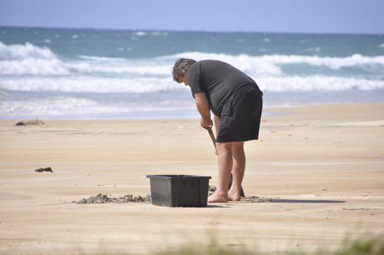 ...dem Nachbarn beim Eingraben seiner Fischüberreste zugeschauen (die muss man 50cm tief knapp unter der high tide Grenze am Strand eingraben damit die Dingos nicht dazukommen). Die haben übrigens ca. 60 Fische gefangen und gleich am Strand filettiert.