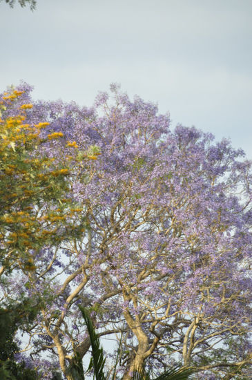 Mittlerweile ist's ja auch schon Frühling im Aussie Land und alles blüht super schön!