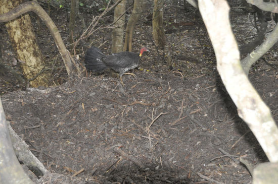 Bush Turkeys bei unserem Campground, die hier ein riesen Nest bauen und ihre Eier da drin ablegen. In dem Nest wird dauernd herumgewühlt damit die Temperatur stimmt. Angeblich haben die so eine Art Thermometer am Schnabel...