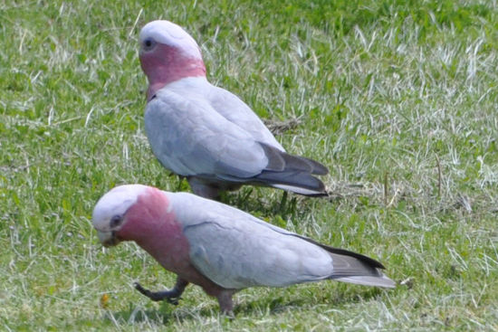 Papageien - immer wieder schön die so frei herumfliegen zu sehen