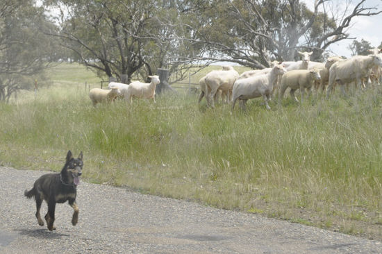 Zwar kein Border Collie aber auch super süß!