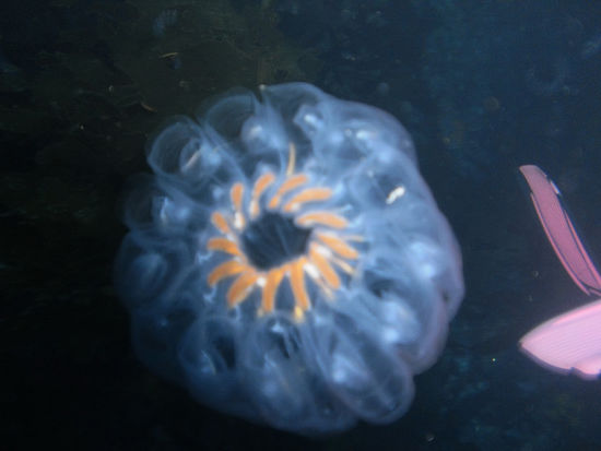 Überall schwimmen diese quallenartigen Dinger herum. Die haben aber keine Nesselzellen also absolut harmlos.