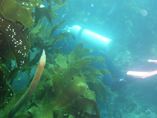 ...und ansonsten keine Korallen sondern Kelb und wahnsinnig viele Anemonen und Nacktschnecken in den unglaublichsten Farben.