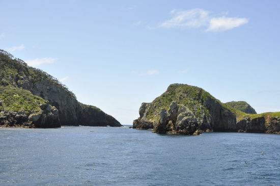 Die Poor Knights Islands selbst sind ein Marinereservat, die vom DOC von sämtlichen nicht einheimischen Tieren und Pflanzen gesäubert wurden...