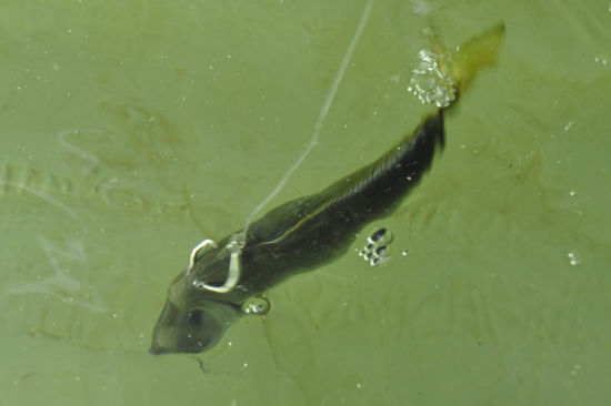 ...bis sie mit Nakenpiercing versehen auf 40m Tiefe Kingfish & Co zum Fraß angeboten wurden. Naja, Tierschutz und so....