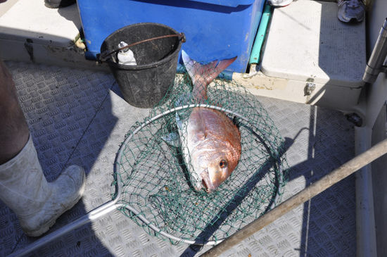 Leider hatten die Kingfische keinen so rechten Appetit - Al hat immerhin einen schönen Snapper gefangen; quasi als kleines Trostpflaster...