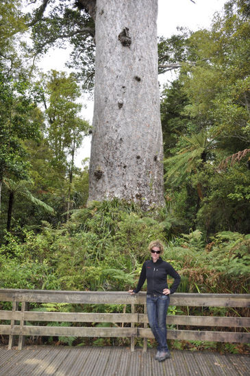 Und dann noch der Besuch von Tane Mahuta ("Lord of the Forest"), der größte und mit ca. 2.000 Jahren älteste Kauribaum Neuseelands