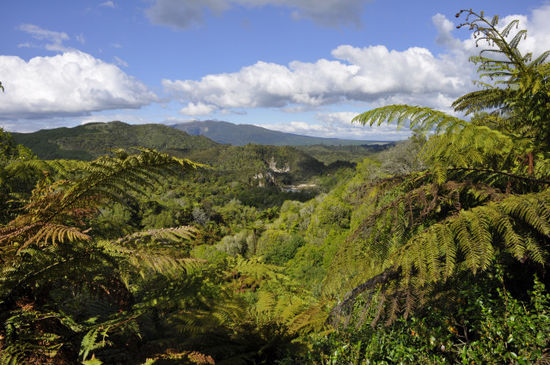 Dann das jüngste geothermale Gebiet - das Waimangu Valley. Und da simma schon wieder gewandert...