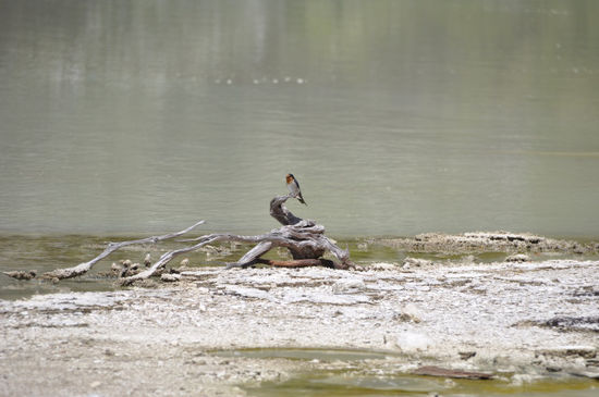 Das Vogerl geht auch nicht rein ins Wasser...