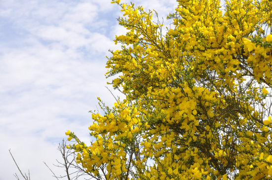 Frühling ists!