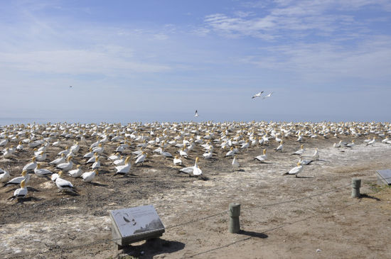 Am Rande der Klippen sind die Vögel hier von Nov - März damit beschäftigt ihre Jungen aufzuziehen. Mit 4 Monaten fliegen die Kleinen nach Australien um nach 3 - 5 Jahren wieder hierher zum Brüten zurückzukommen.