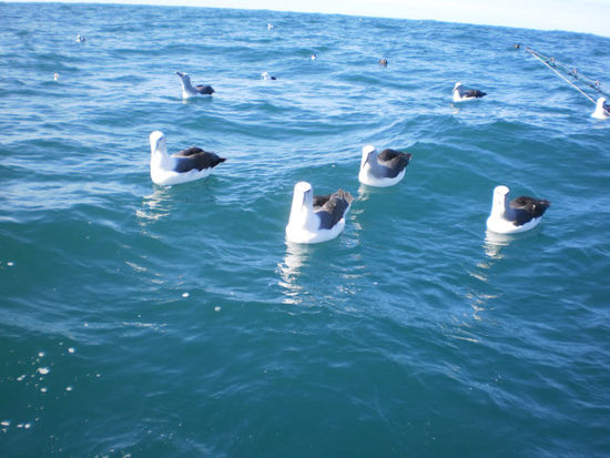 Der Albatross - ein Riesenvogel mit bis zu 4m Flügelspannweite und ca. 9kg schwer. Im Hintergrund sieht man als Vergleich die Möwen.