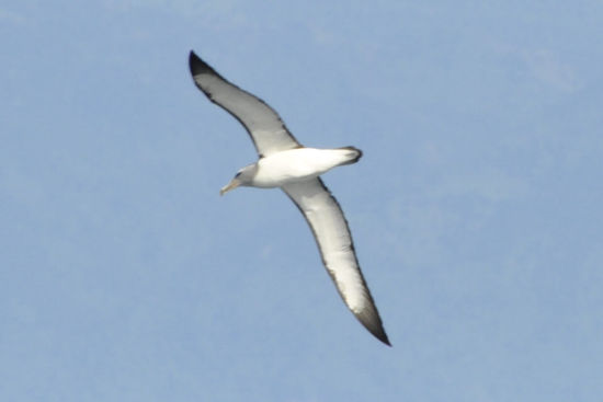 ...Albatrosse...