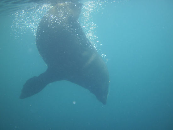 Und wenn man dan mitbekommt, dass eine Russin aus unserer Gruppe von dem hier in den Fuß gebissen wurde (anscheinend ist dass in den 20 Jahren von Seal Swim nur 1x passiert...)...