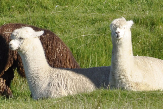 Und Lamas habens auch gar nicht so wenige, die Kiwis!